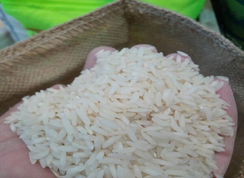 قیمت خرید برنج شیرودی دانه بلند + فروش ویژه